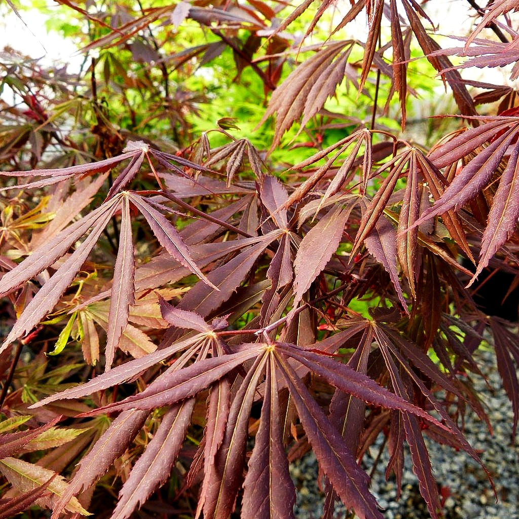 Japanischer Fächer-Ahorn 'Sumi-nagashi' (Acer palmatum)