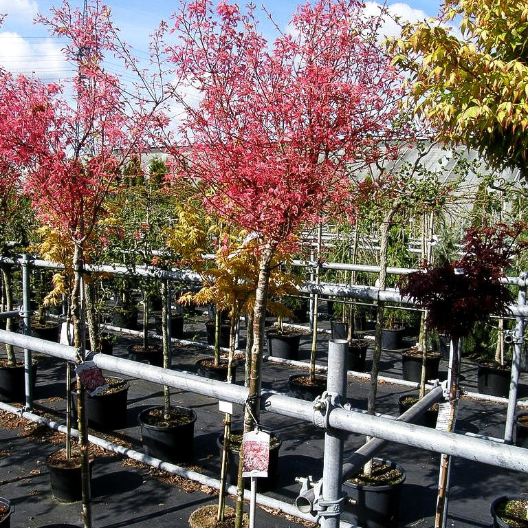 Japanischer Fächer-Ahorn 'Taylor' (Acer palmatum)