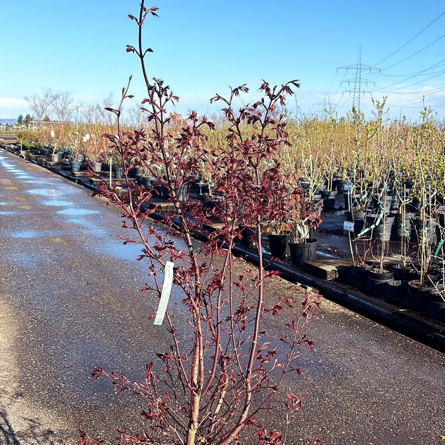 Japanischer Fächer-Ahorn 'Twombly's Red Sentinel' (Acer palmatum)