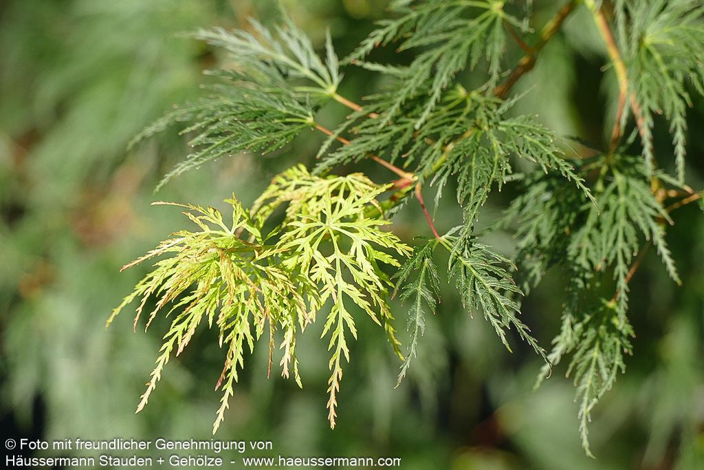Japanischer Fächerahorn 'Emerald Lace' (Acer palmatum)