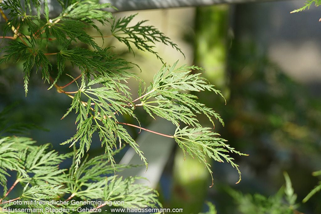 Japanischer Fächerahorn 'Emerald Lace' (Acer palmatum)