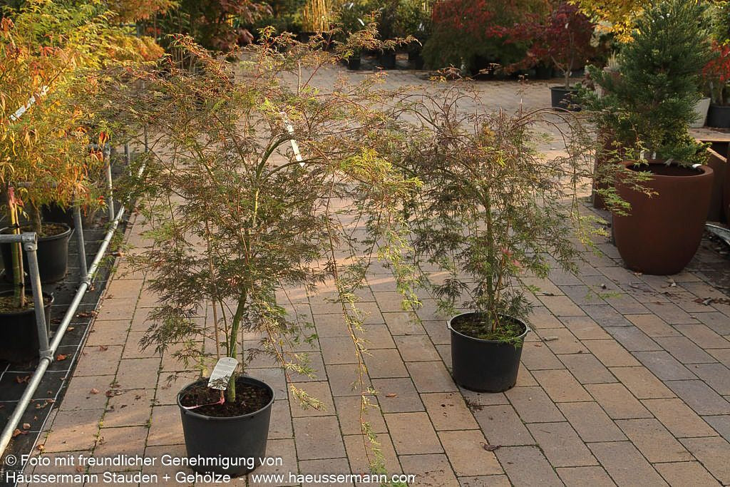 Japanischer Fächerahorn 'Emerald Lace' (Acer palmatum)