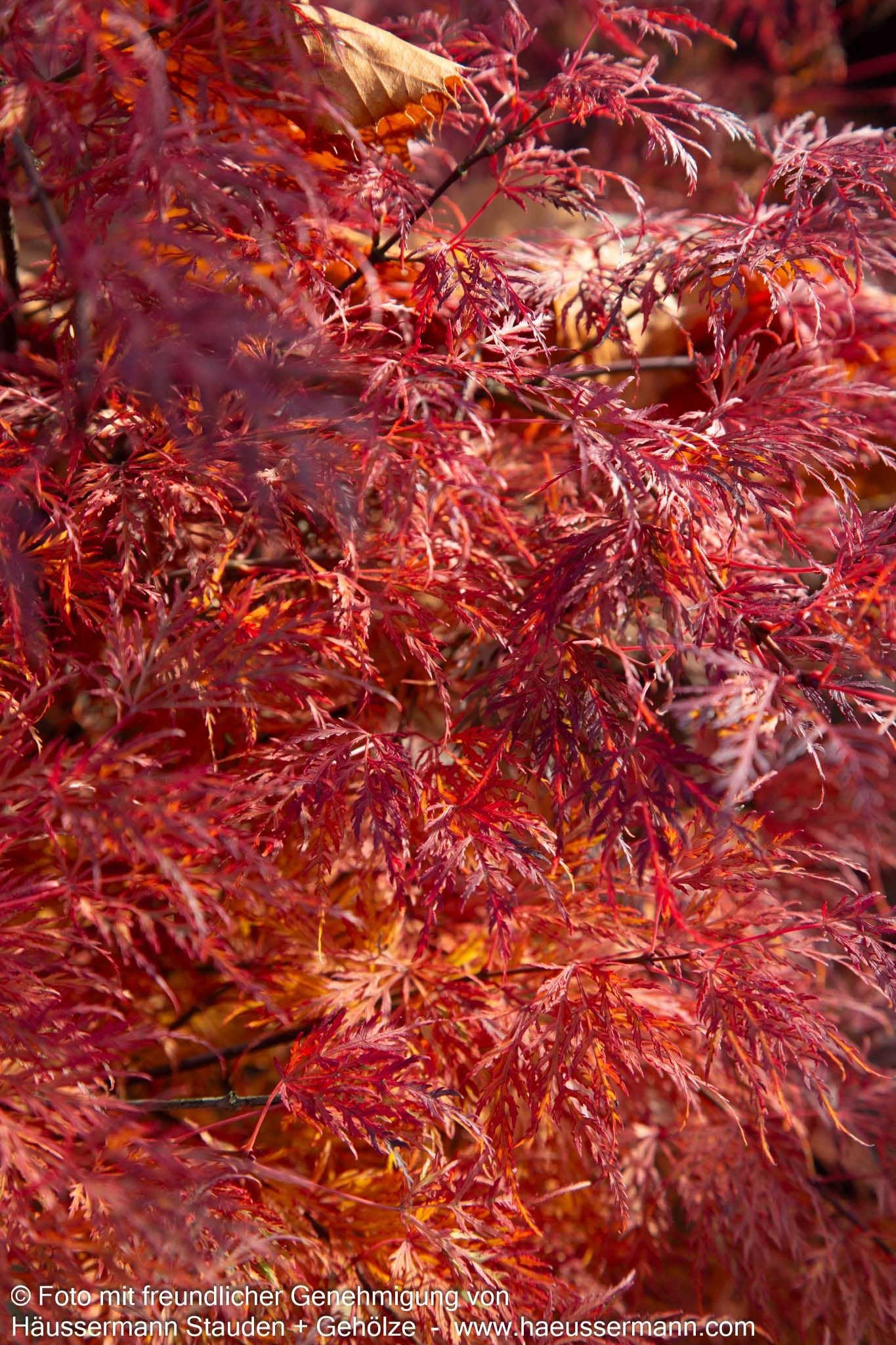 Japanischer Fächerahorn 'Emerald Lace' (Acer palmatum)