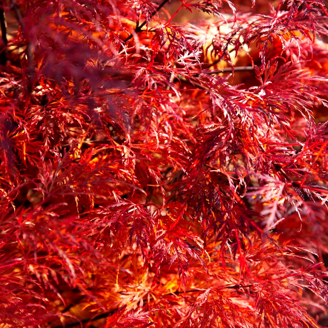 Japanischer Fächerahorn 'Emerald Lace' (Acer palmatum)