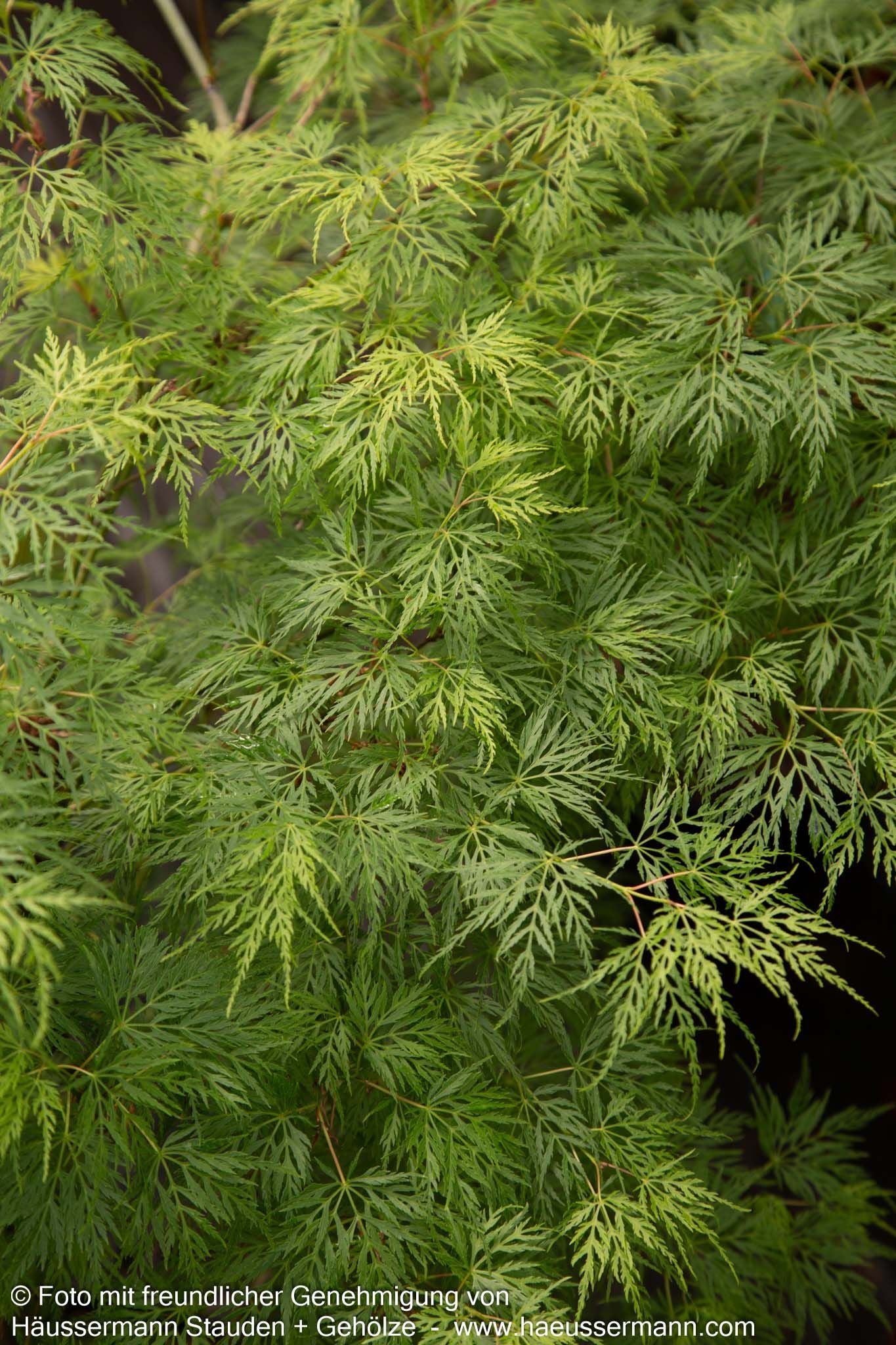 Japanischer Fächerahorn 'Emerald Lace' (Acer palmatum)
