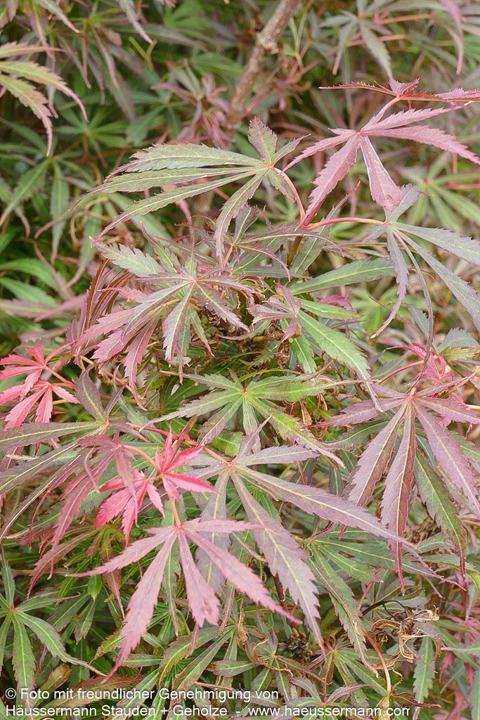 Japanischer Fächerahorn 'Jerre Schwartz' (Acer palmatum)