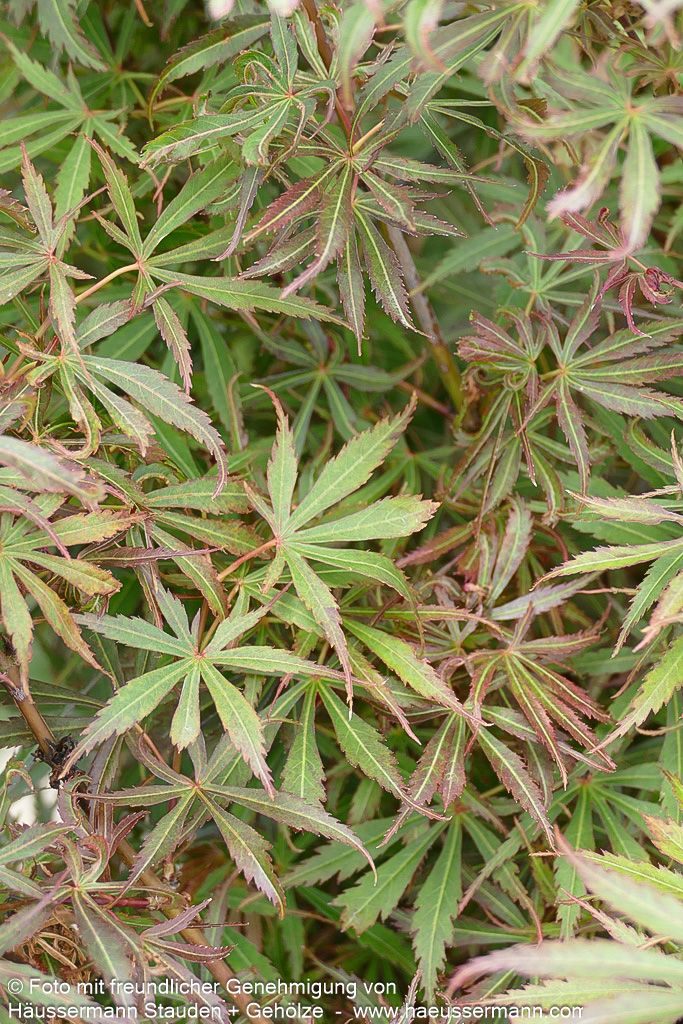 Japanischer Fächerahorn 'Jerre Schwartz' (Acer palmatum)
