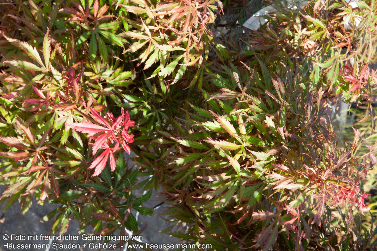Japanischer Fächerahorn 'Jerre Schwartz' (Acer palmatum)