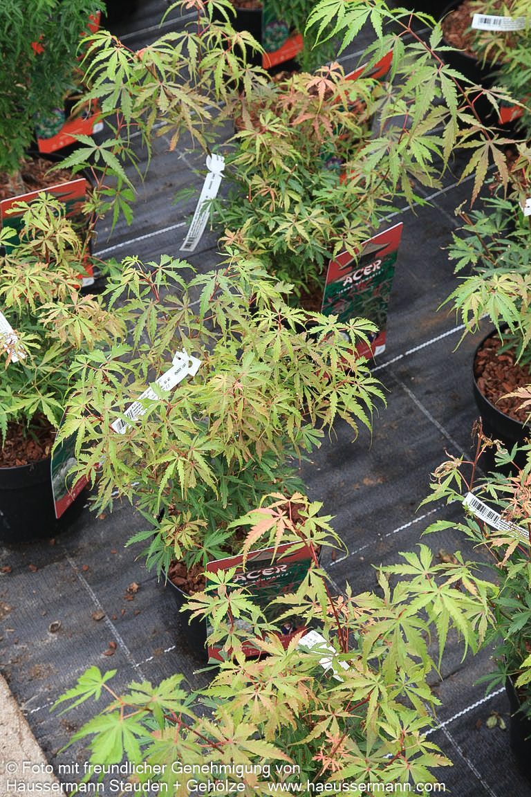 Japanischer Fächerahorn 'Jerre Schwartz' (Acer palmatum)