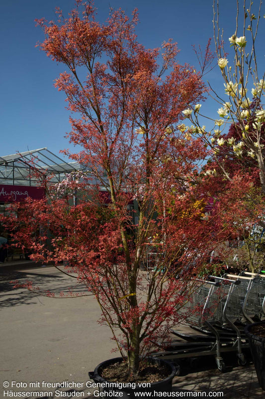 Japanischer Fächerahorn 'Phoenix' (Acer palmatum)