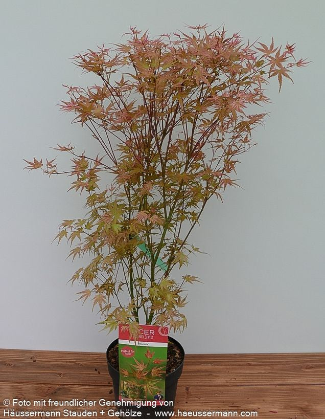 Japanischer Fächerahorn 'Phoenix' (Acer palmatum)
