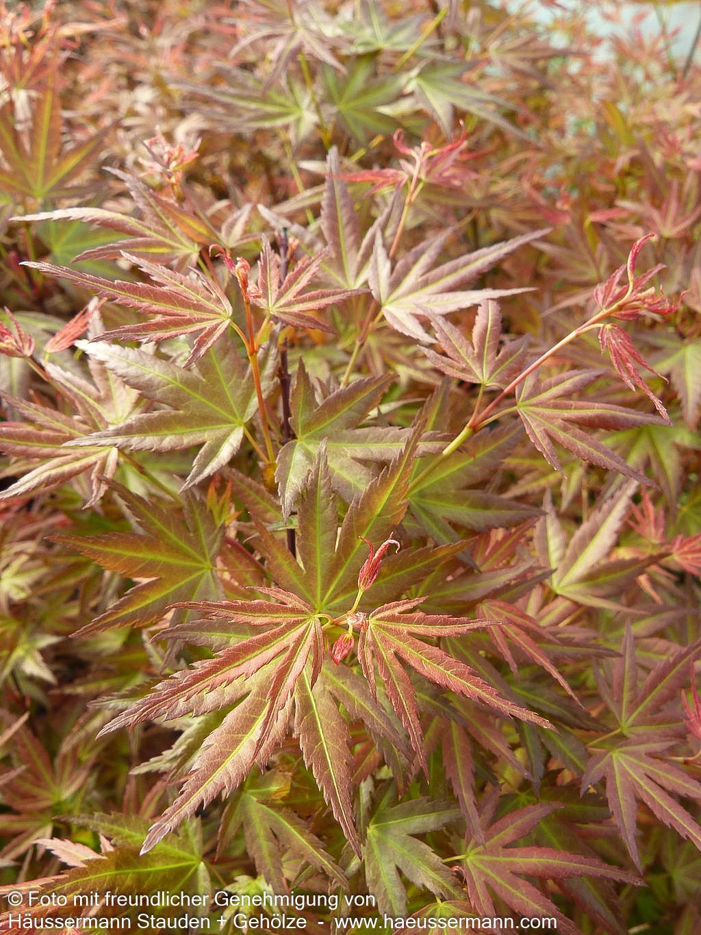 Japanischer Fächerahorn 'Phoenix' (Acer palmatum)