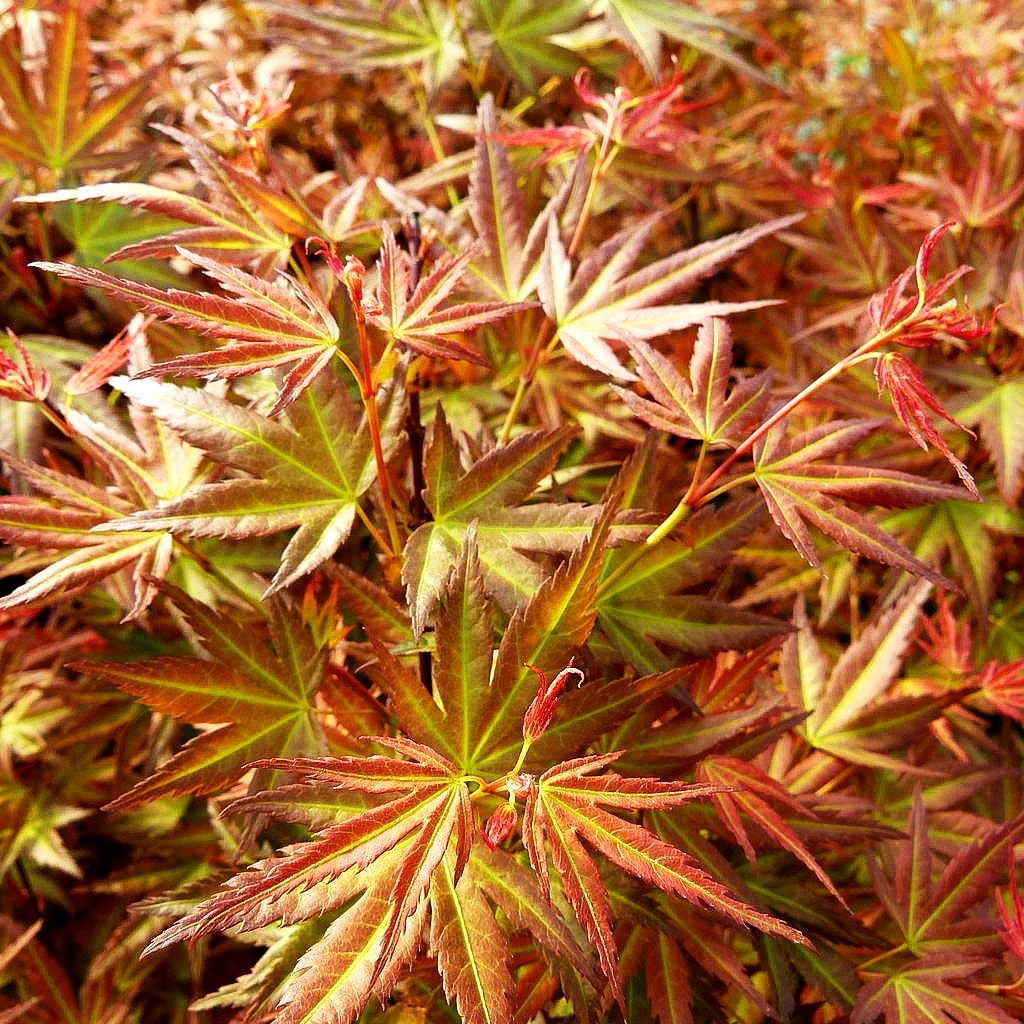 Japanischer Fächerahorn 'Phoenix' (Acer palmatum)