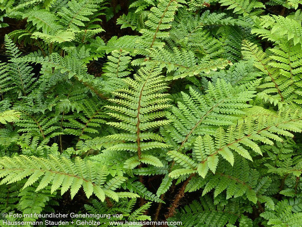 Japanischer Glanz-Schildfarn (Polystichum polyblepharum)
