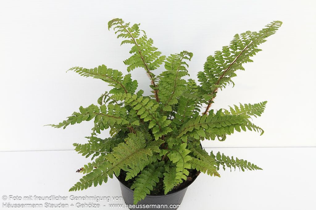 Japanischer Glanz-Schildfarn (Polystichum polyblepharum)