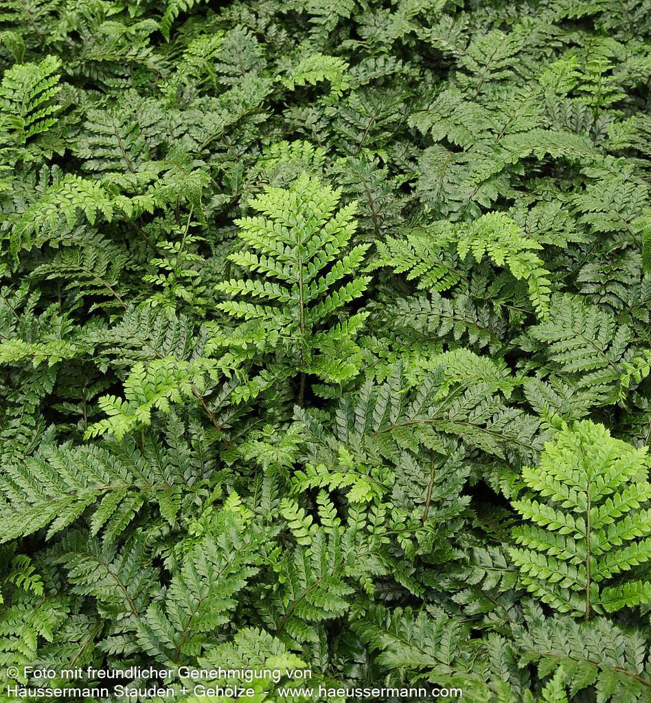 Japanischer Glanz-Schildfarn (Polystichum polyblepharum)
