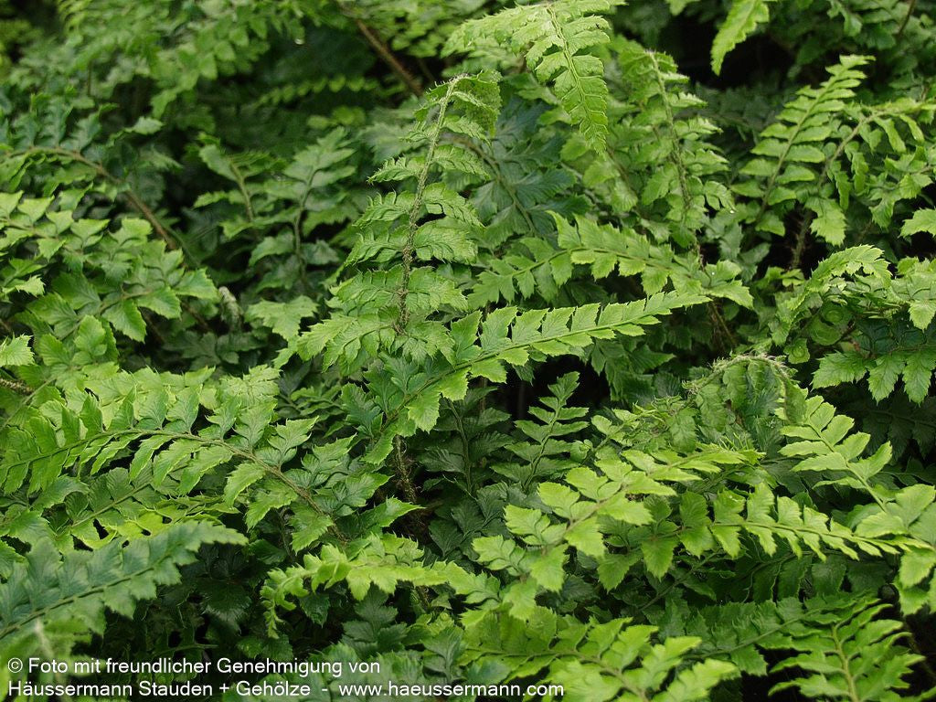 Japanischer Glanz-Schildfarn (Polystichum polyblepharum)