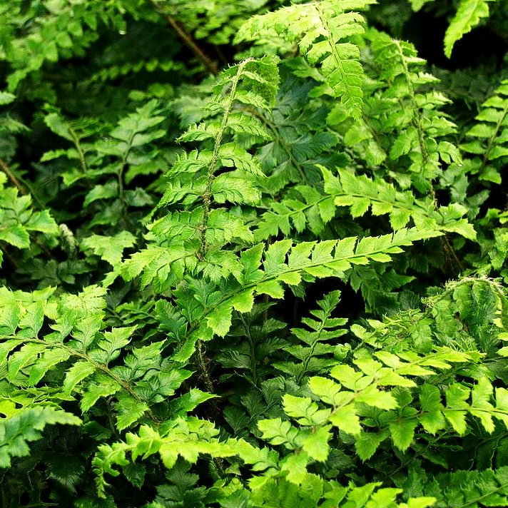 Japanischer Glanz-Schildfarn (Polystichum polyblepharum)