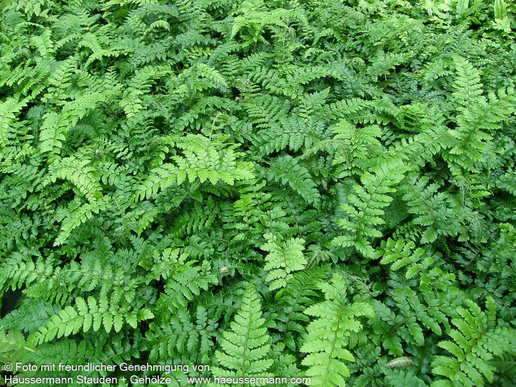 Japanischer Glanz-Schildfarn (Polystichum polyblepharum)