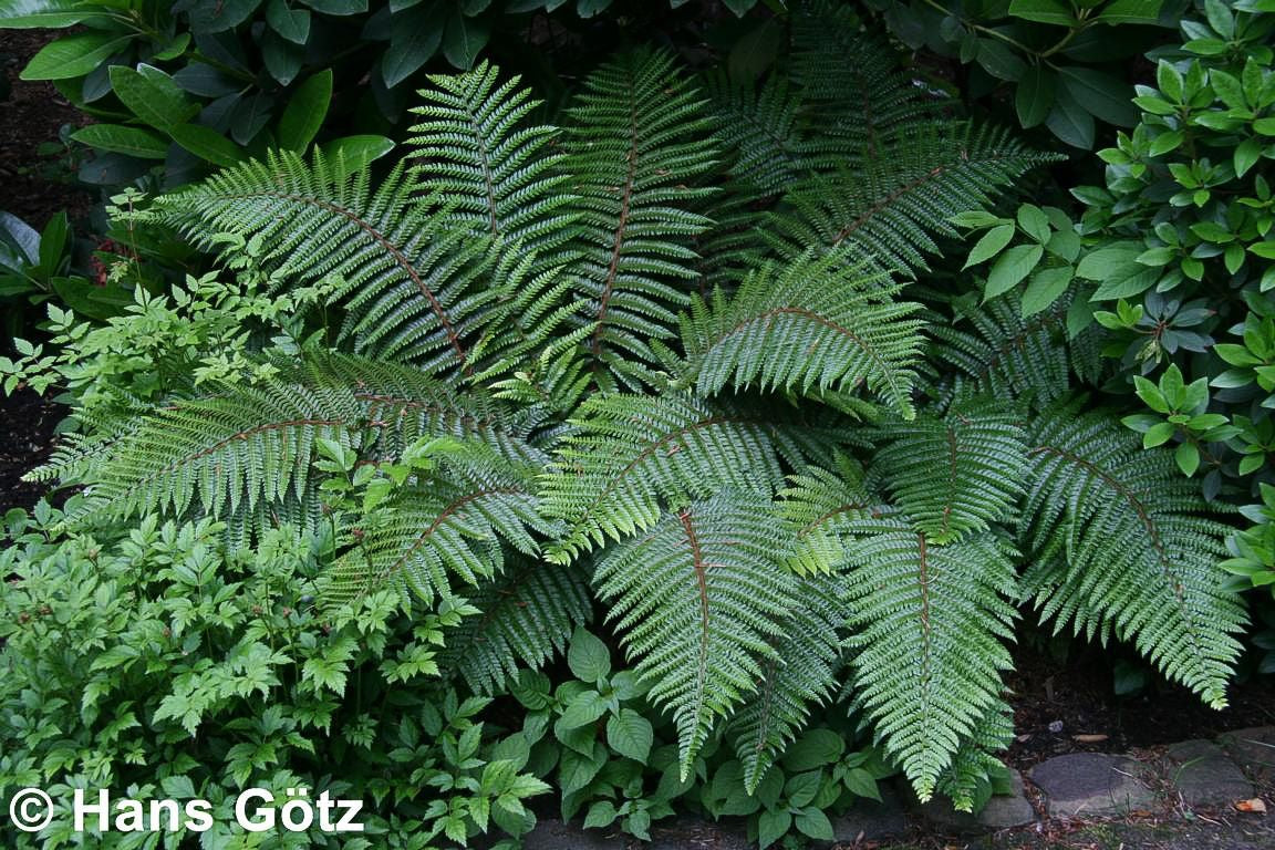 Japanischer Glanz-Schildfarn (Polystichum polyblepharum)