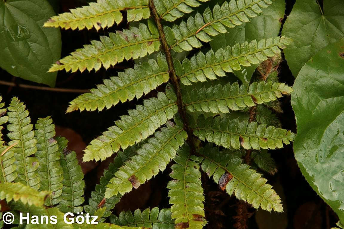 Japanischer Glanz-Schildfarn (Polystichum polyblepharum)
