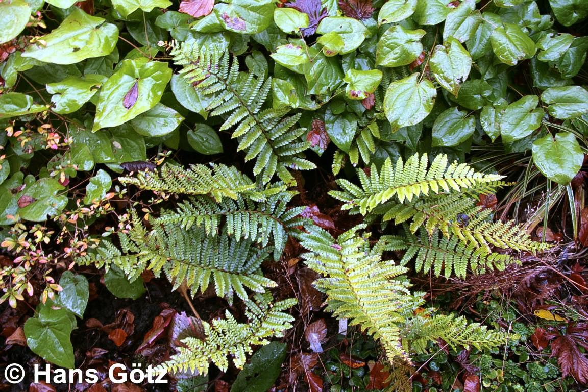 Japanischer Glanz-Schildfarn (Polystichum polyblepharum)