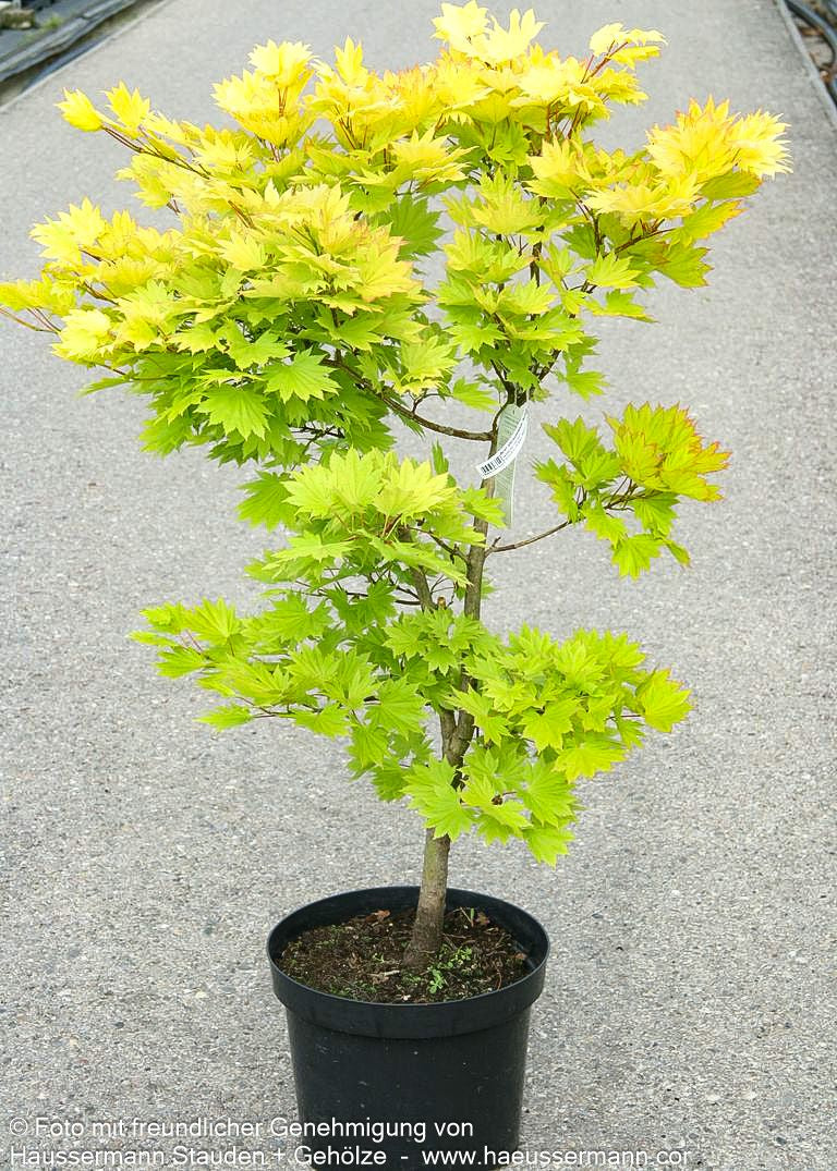 Japanischer Gold-Ahorn 'Aureum' (Acer shirasawanum)