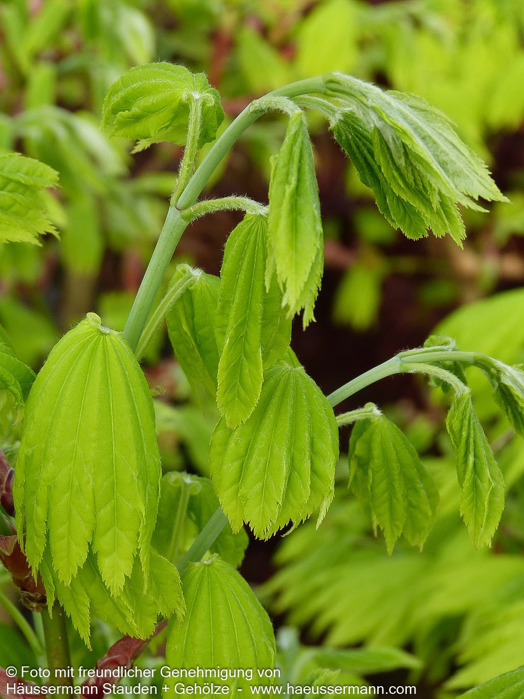 Japanischer Gold-Ahorn 'Aureum' (Acer shirasawanum)