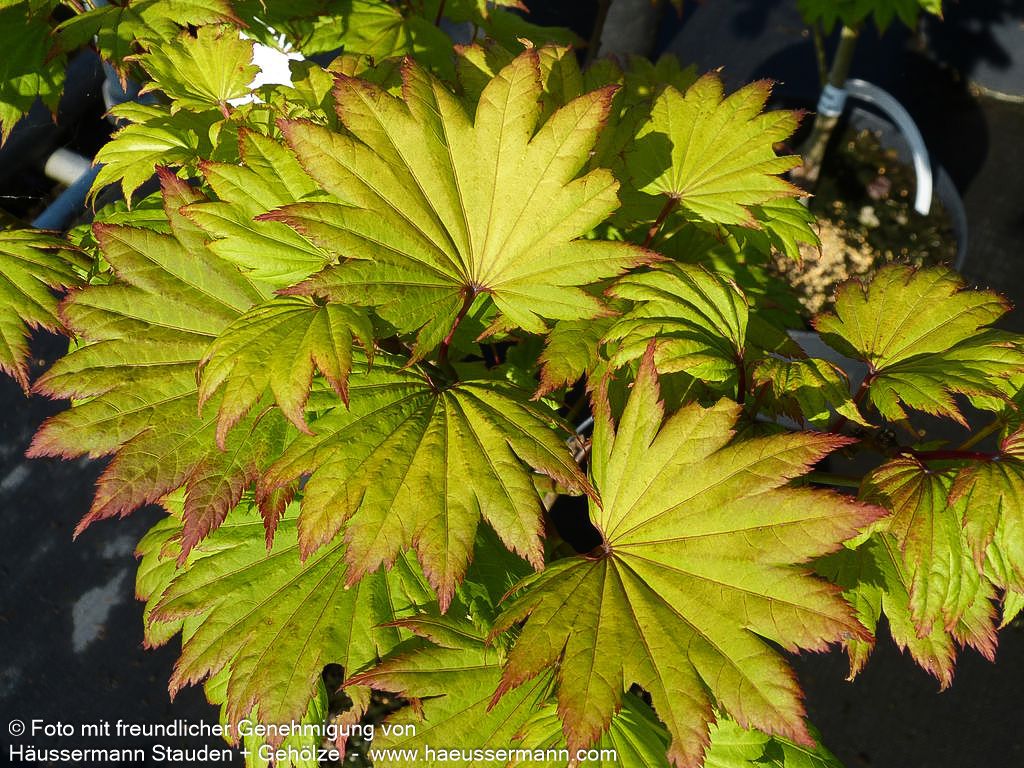 Japanischer Gold-Ahorn 'Aureum' (Acer shirasawanum)