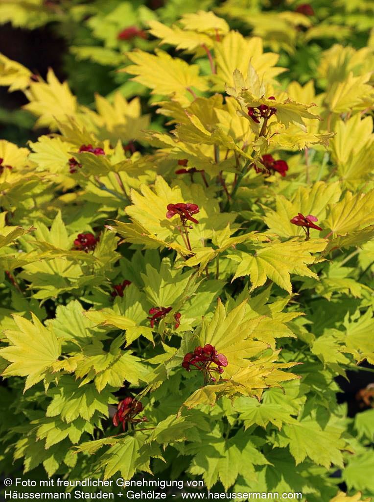 Japanischer Gold-Ahorn 'Aureum' (Acer shirasawanum)