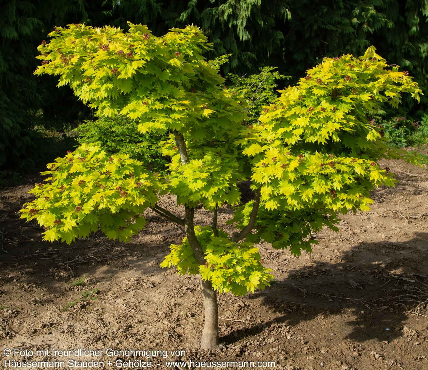 Japanischer Gold-Ahorn 'Aureum' (Acer shirasawanum)
