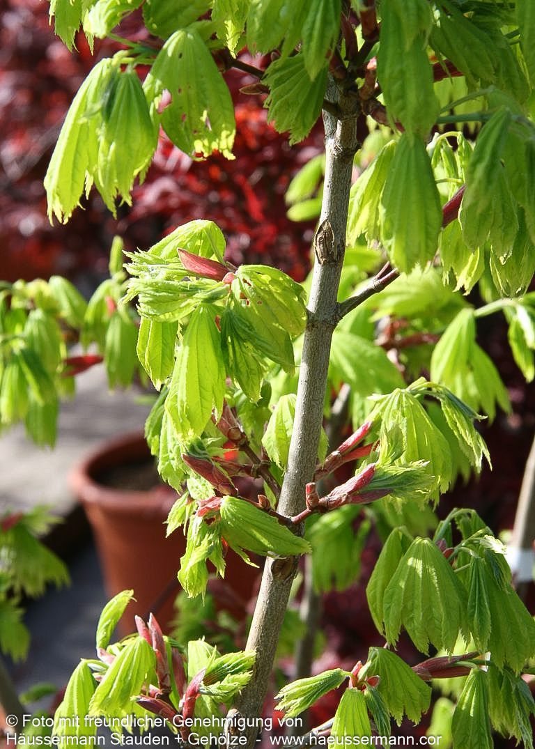 Japanischer Gold-Ahorn 'Aureum' (Acer shirasawanum)