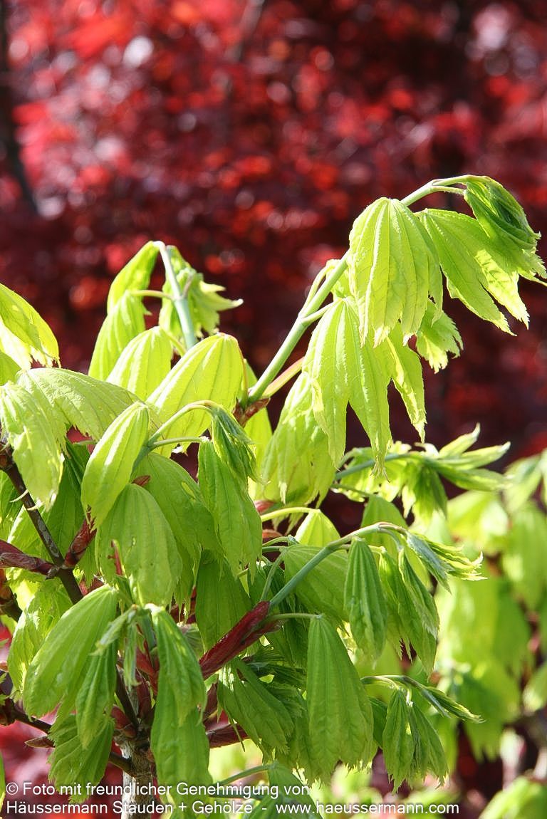 Japanischer Gold-Ahorn 'Aureum' (Acer shirasawanum)
