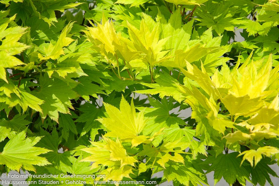 Japanischer Gold-Ahorn 'Aureum' (Acer shirasawanum)