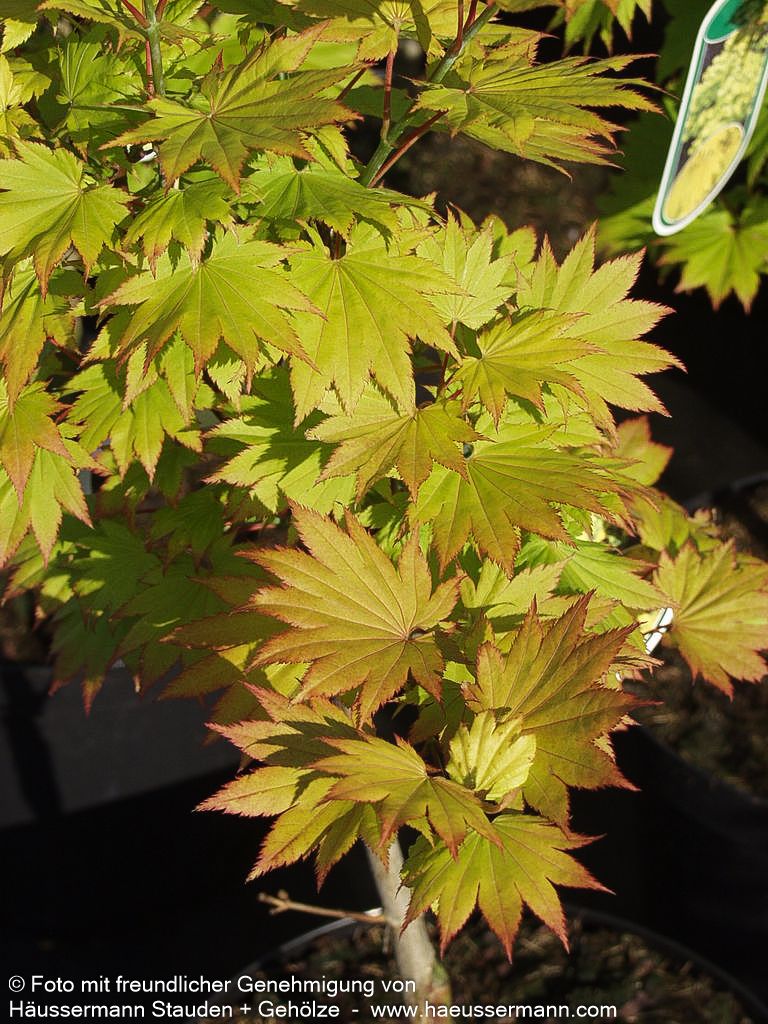 Japanischer Gold-Ahorn 'Aureum' (Acer shirasawanum)