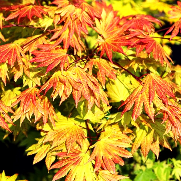 Japanischer Gold-Ahorn 'Autumn Moon' (Acer shirasawanum)