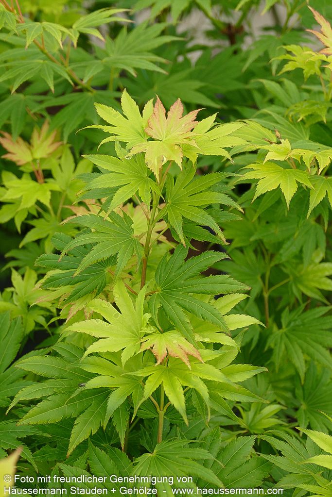 Japanischer Gold-Ahorn 'Jordan' (Acer shirasawanum)
