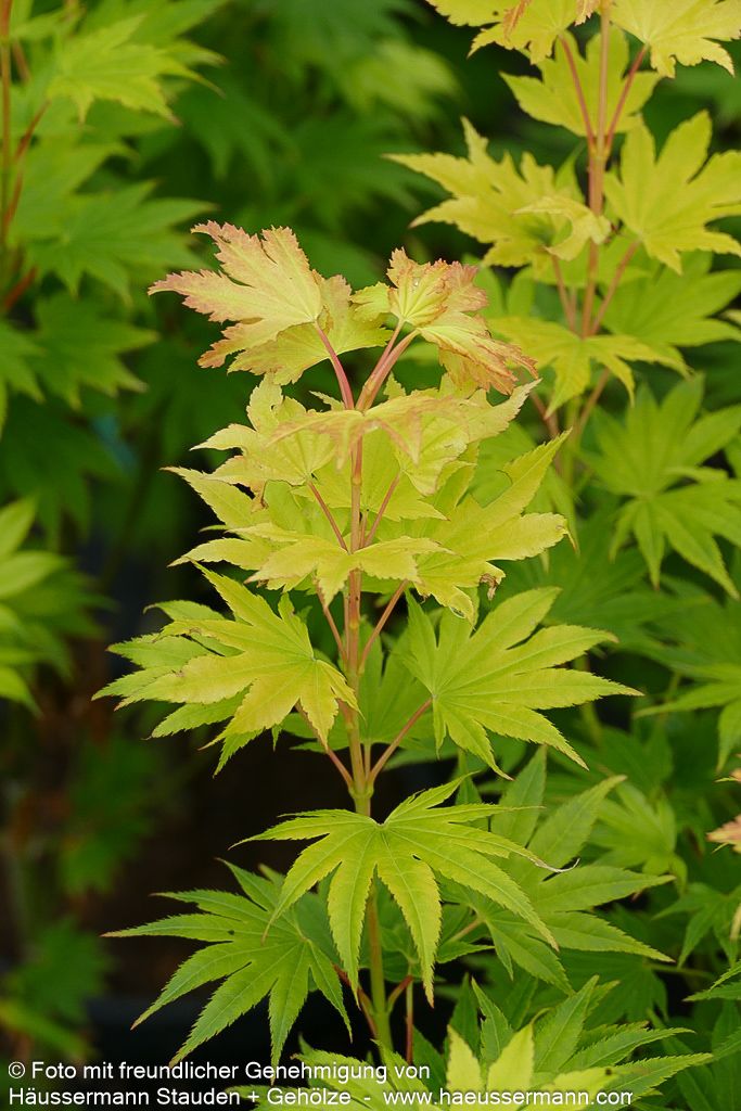 Japanischer Gold-Ahorn 'Jordan' (Acer shirasawanum)