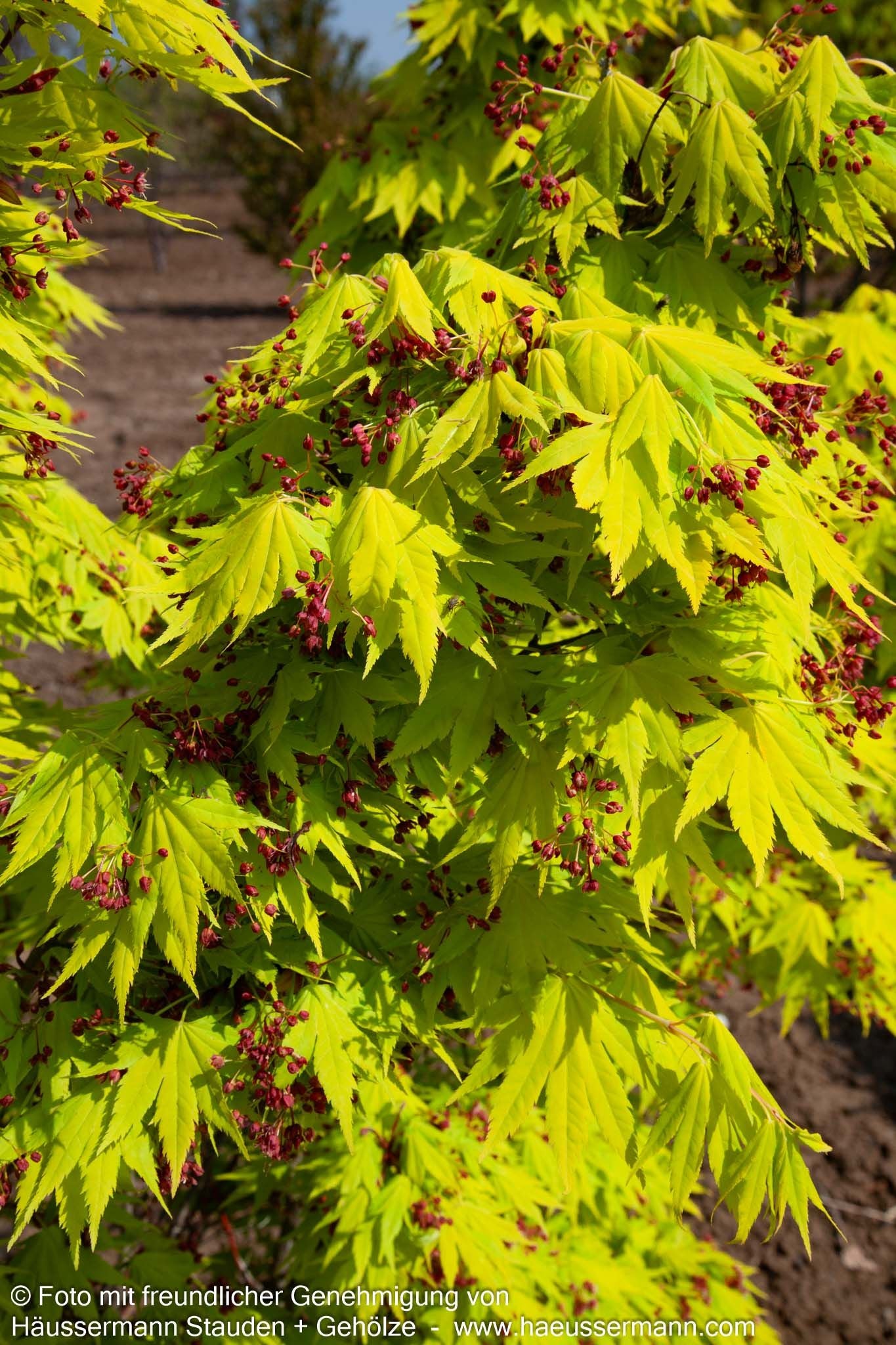 Japanischer Gold-Ahorn 'Jordan' (Acer shirasawanum)