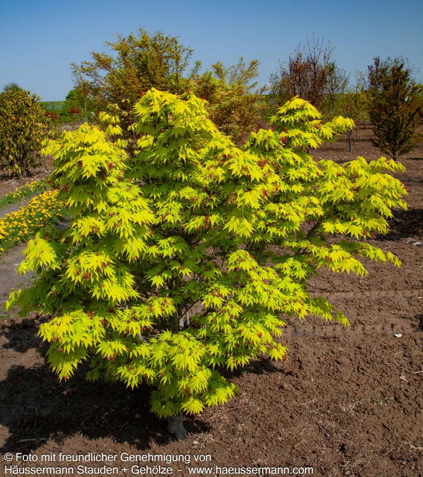 Japanischer Gold-Ahorn 'Jordan' (Acer shirasawanum)