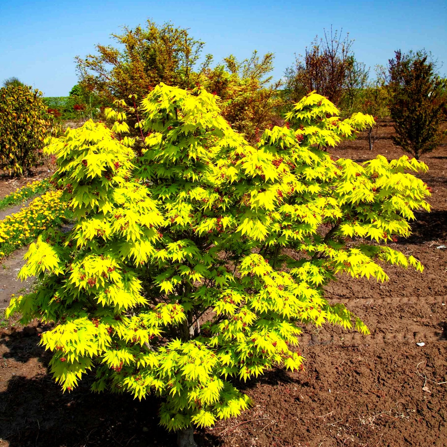 Japanischer Gold-Ahorn 'Jordan' (Acer shirasawanum)