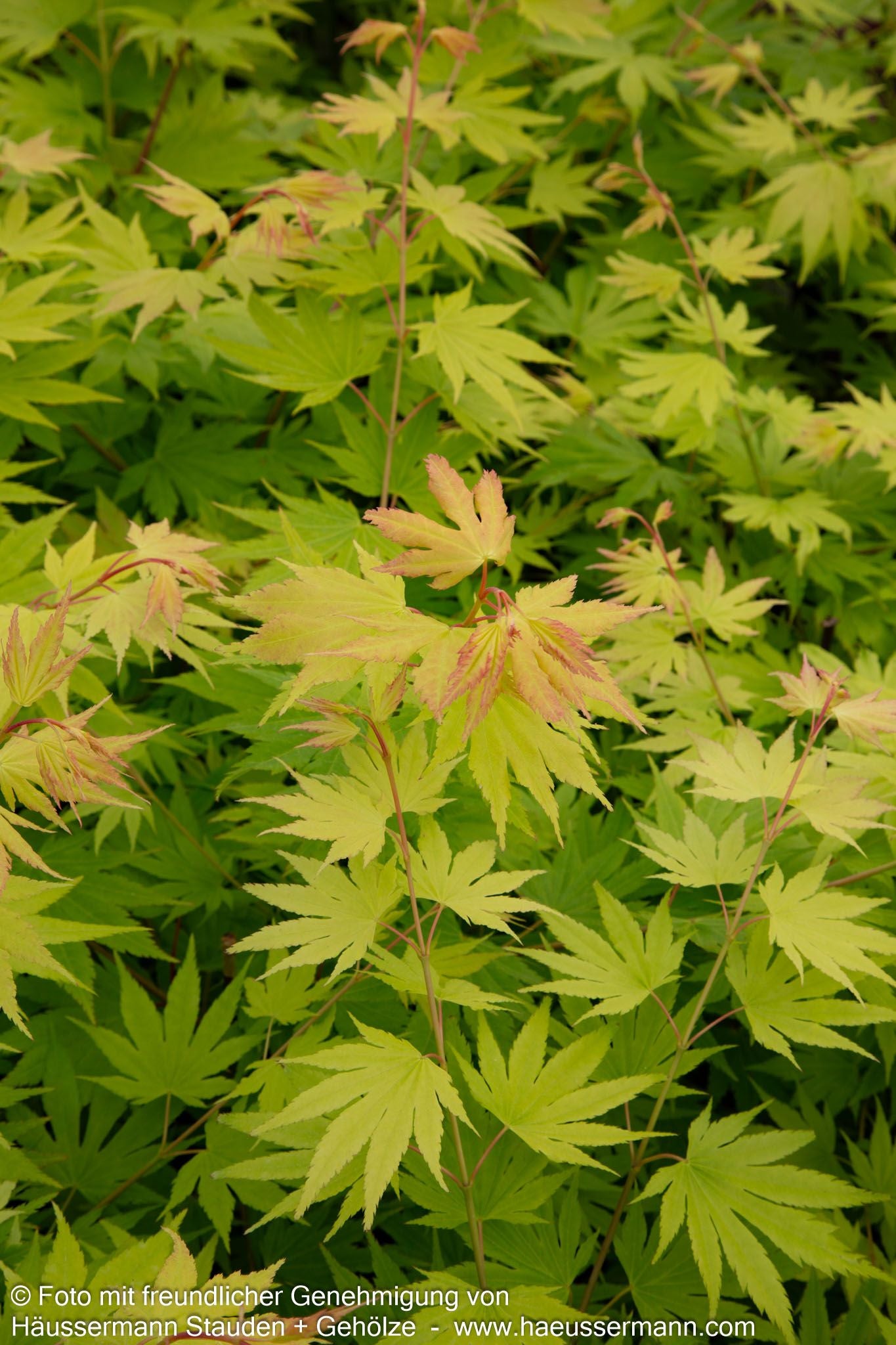 Japanischer Gold-Ahorn 'Jordan' (Acer shirasawanum)