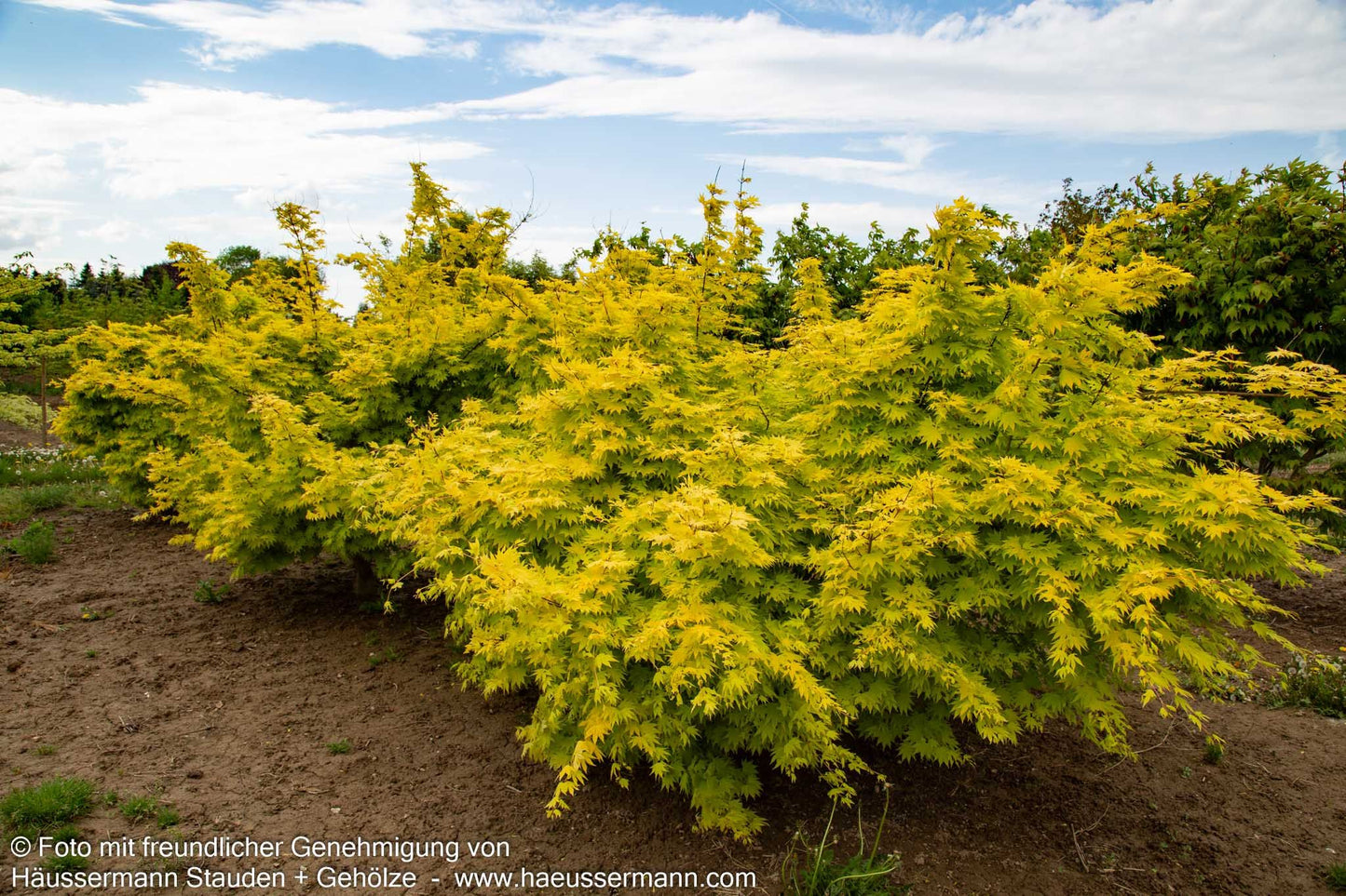 Japanischer Gold-Ahorn 'Jordan' (Acer shirasawanum)
