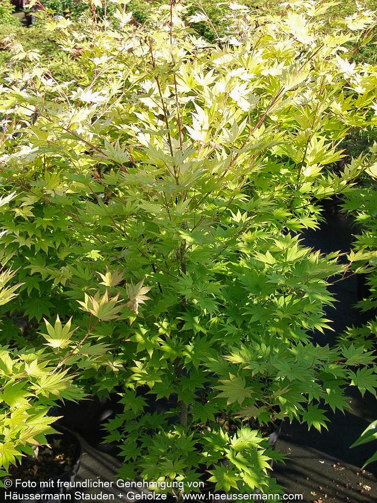 Japanischer Gold-Ahorn 'Jordan' (Acer shirasawanum)