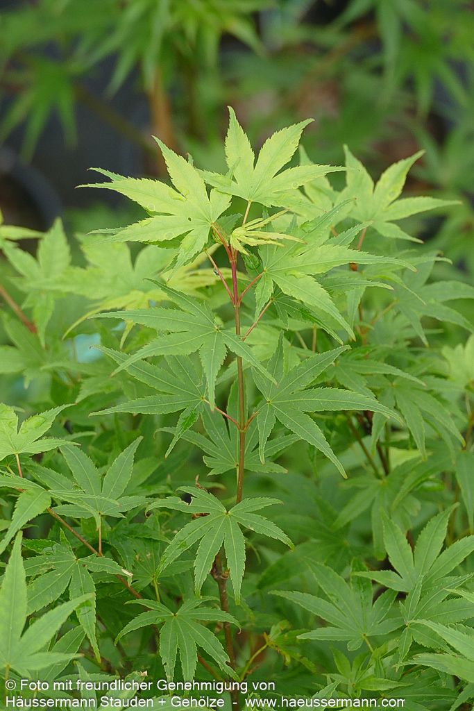 Japanischer Korkrinden-Ahorn 'Arakawa' (Acer palmatum)