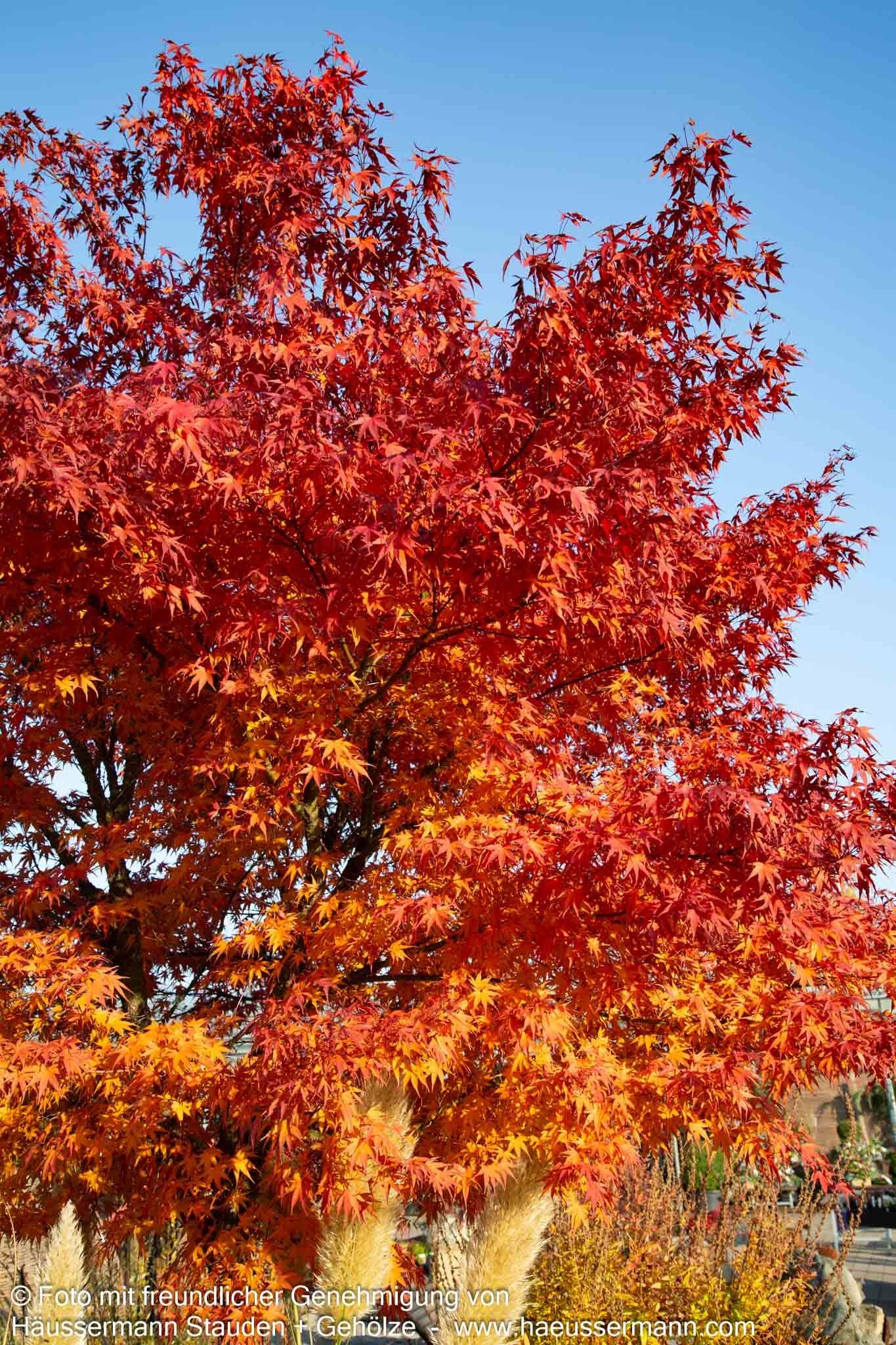 Japanischer Korkrinden-Ahorn 'Arakawa' (Acer palmatum)