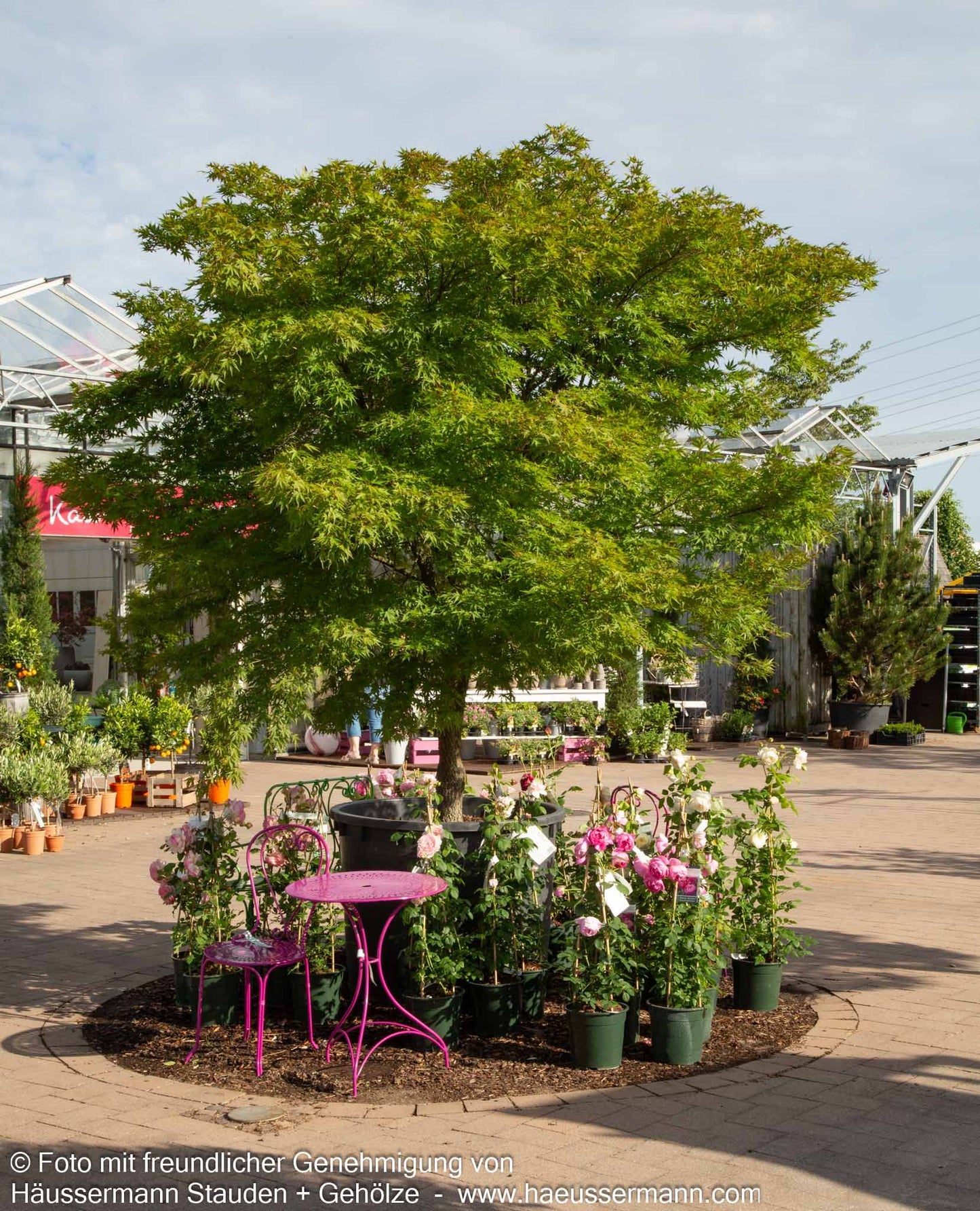 Japanischer Korkrinden-Ahorn 'Arakawa' (Acer palmatum)