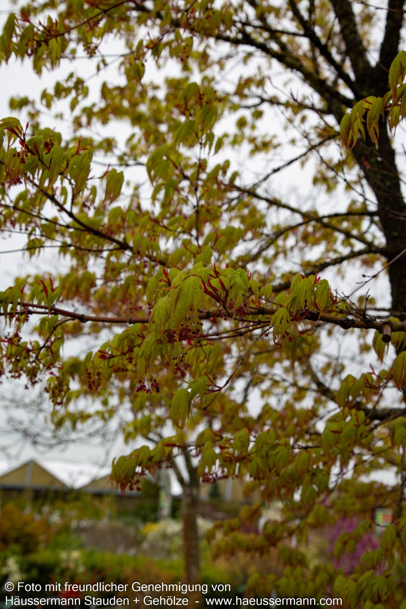 Japanischer Korkrinden-Ahorn 'Arakawa' (Acer palmatum)