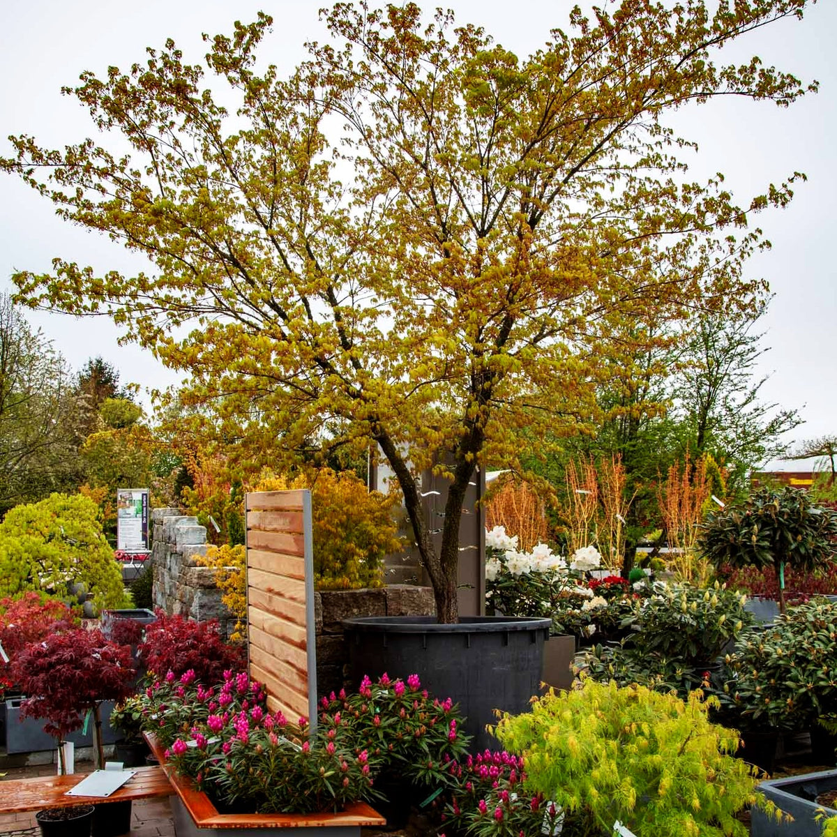 Japanischer Korkrinden-Ahorn 'Arakawa' (Acer palmatum)