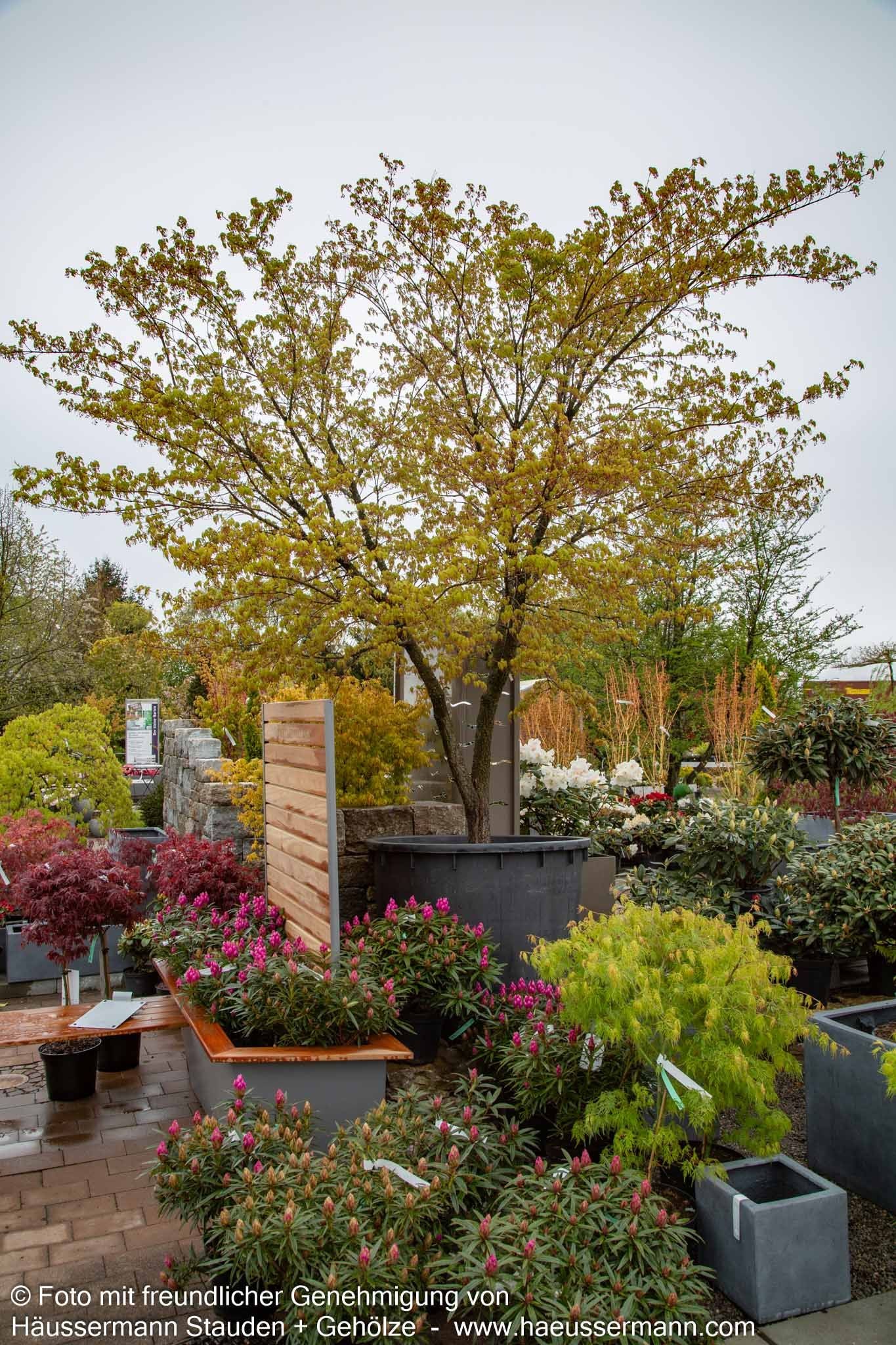 Japanischer Korkrinden-Ahorn 'Arakawa' (Acer palmatum)